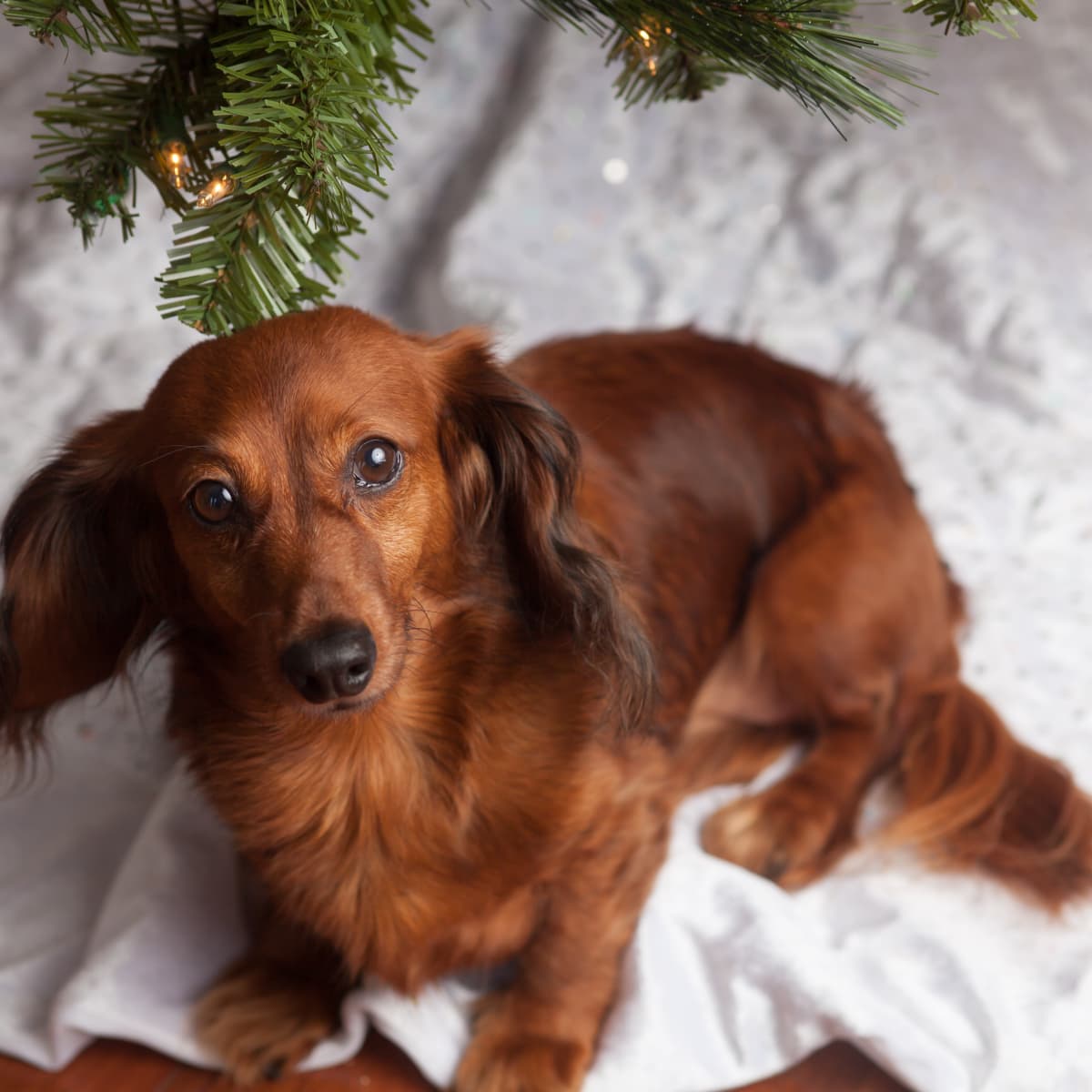 Dachshund Puppy With Gift Wrapped Present by Brand New Images