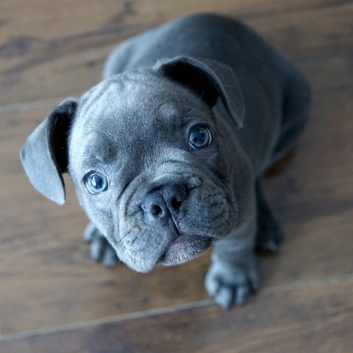 is broccoli good for french bulldogs