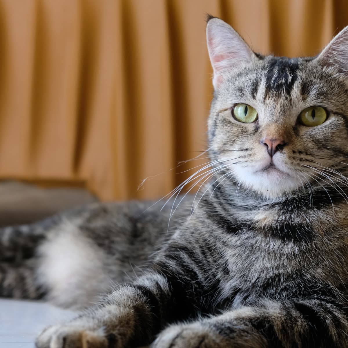 Tiggy, a cat at a city cat cafe! He has a permanent tiny :3 because of his  small overbite. : r/CatSmiles