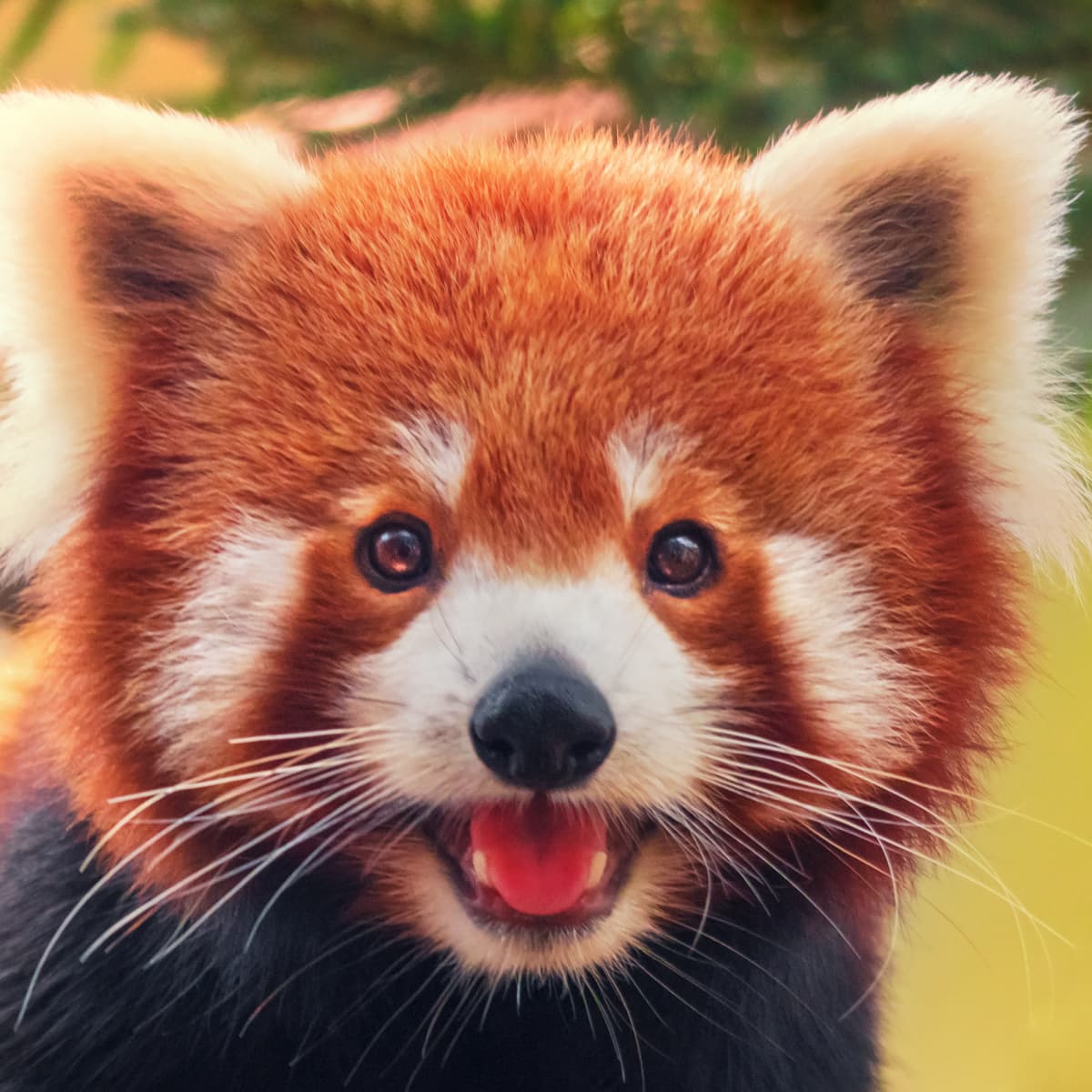 Red Panda's of a Snack Is a Timeline Cleanse - PetHelpful News