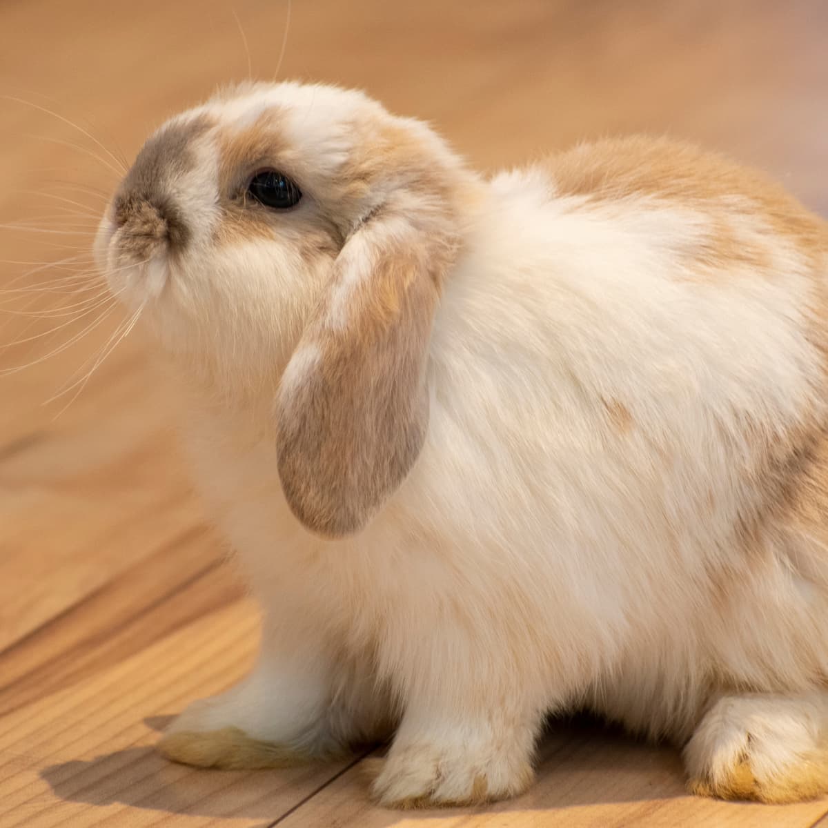 Bunny yoga organizers hope to find homes for abandoned bunnies