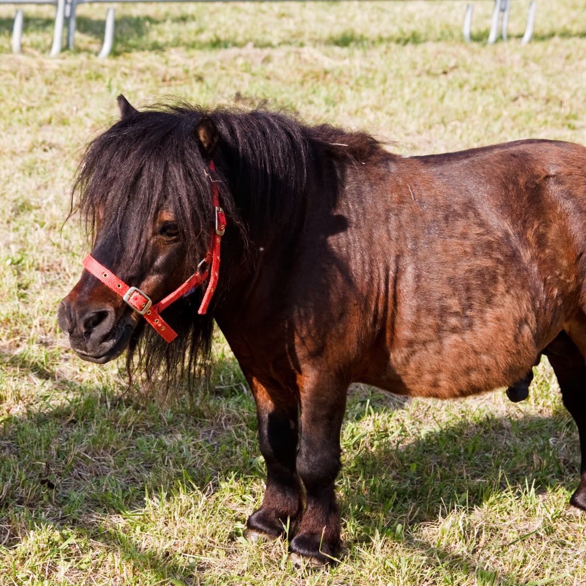Such a sweetheart': Beacon Hill Children's Farm mourns loss of beloved  miniature horse