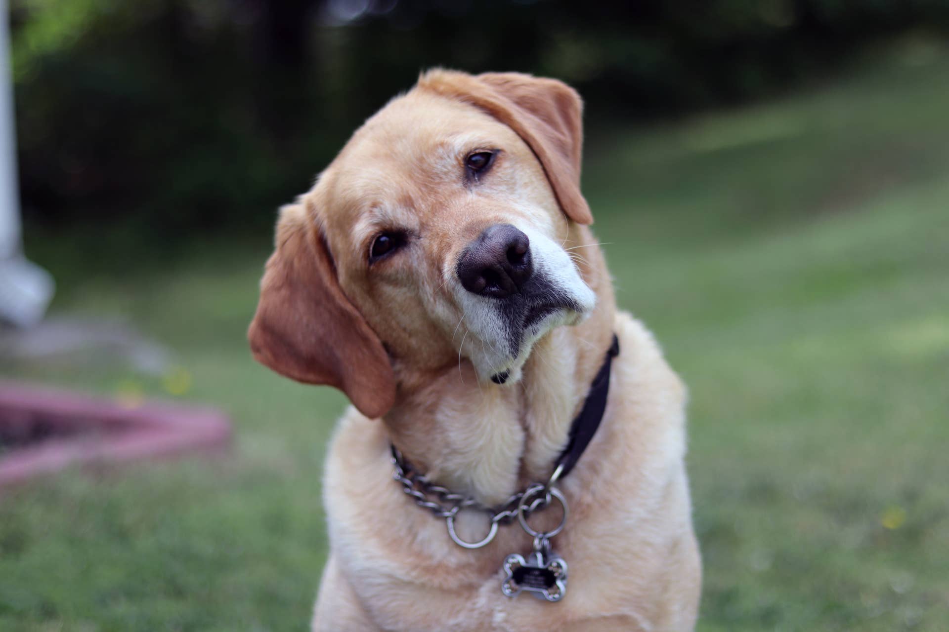 Service Dog's Reaction to Meeting Kevin from Disney's 'Up' Is Sweetening  Timelines - PetHelpful News