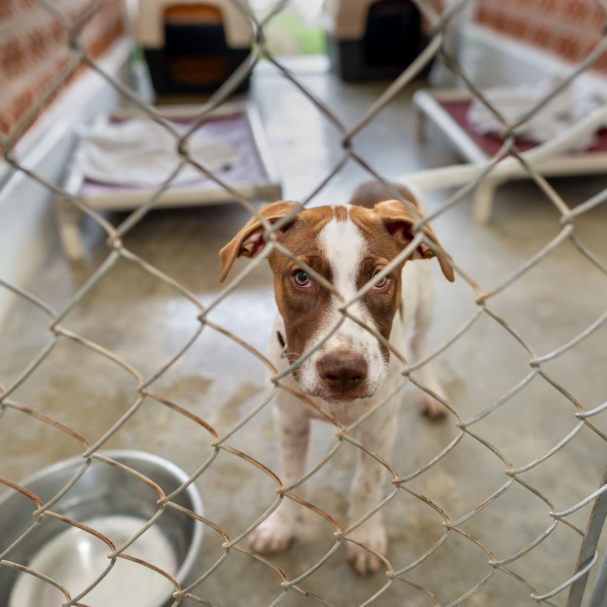 Unhappy Animals Languish in Overcrowded Shelters - The New York Times