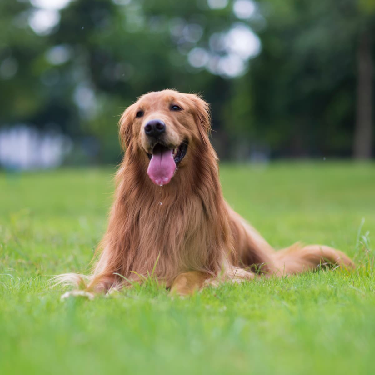 Hearts Melt Over Golden Retriever Puppy Rushing To Perform His Tricks