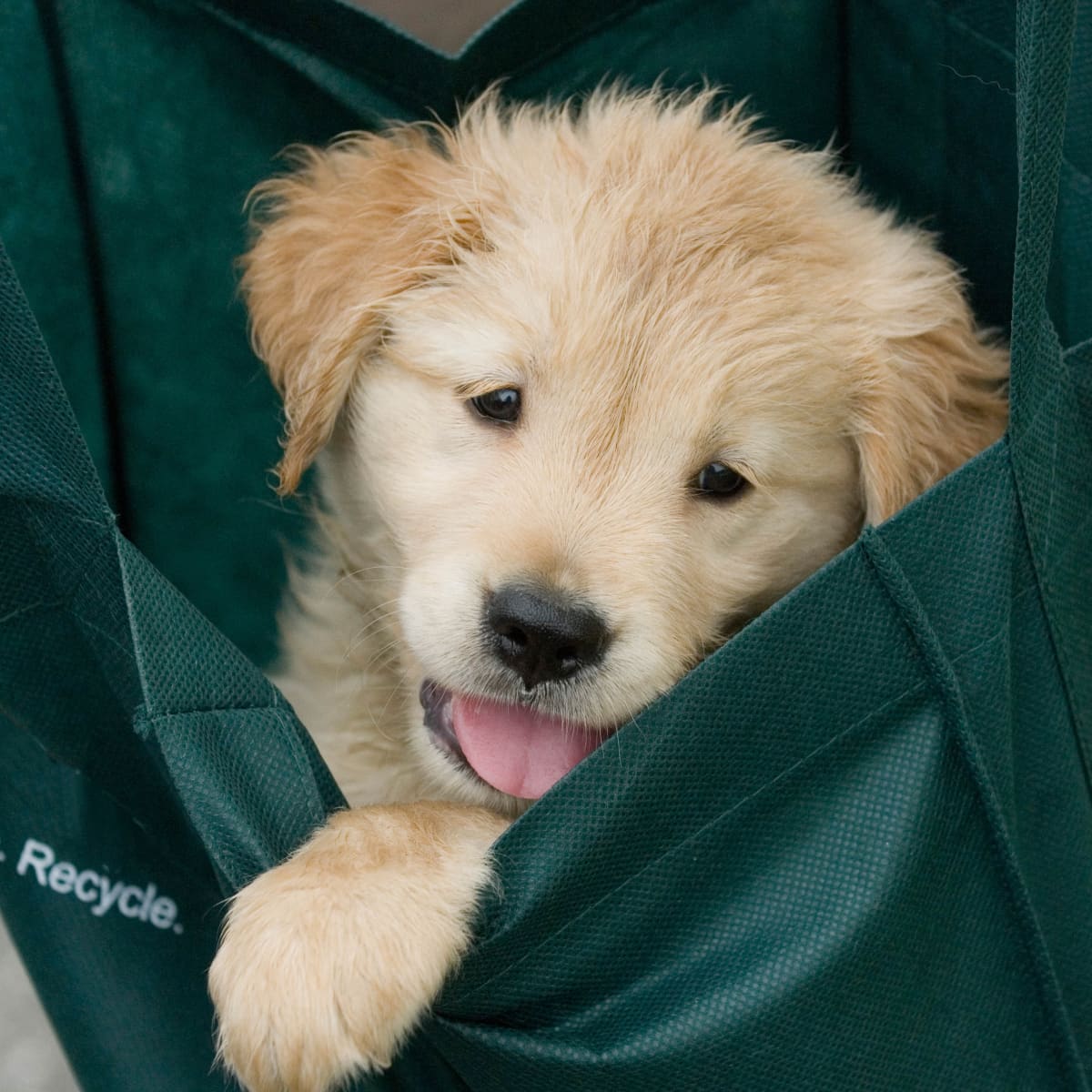 How to Crate Train a Golden Retriever Puppy - PetHelpful