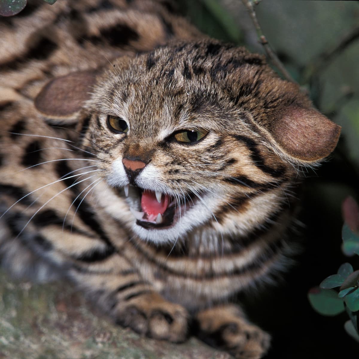 Black Footed Cat Facts - Big Cat Rescue