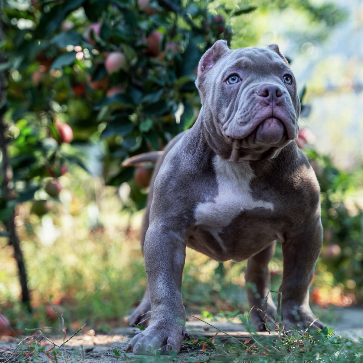 Abkc Registered Amazing Lilac Tri Pocket Bully For Stud Only in Leeds LS26  on Freeads Classifieds - American Bully classifieds