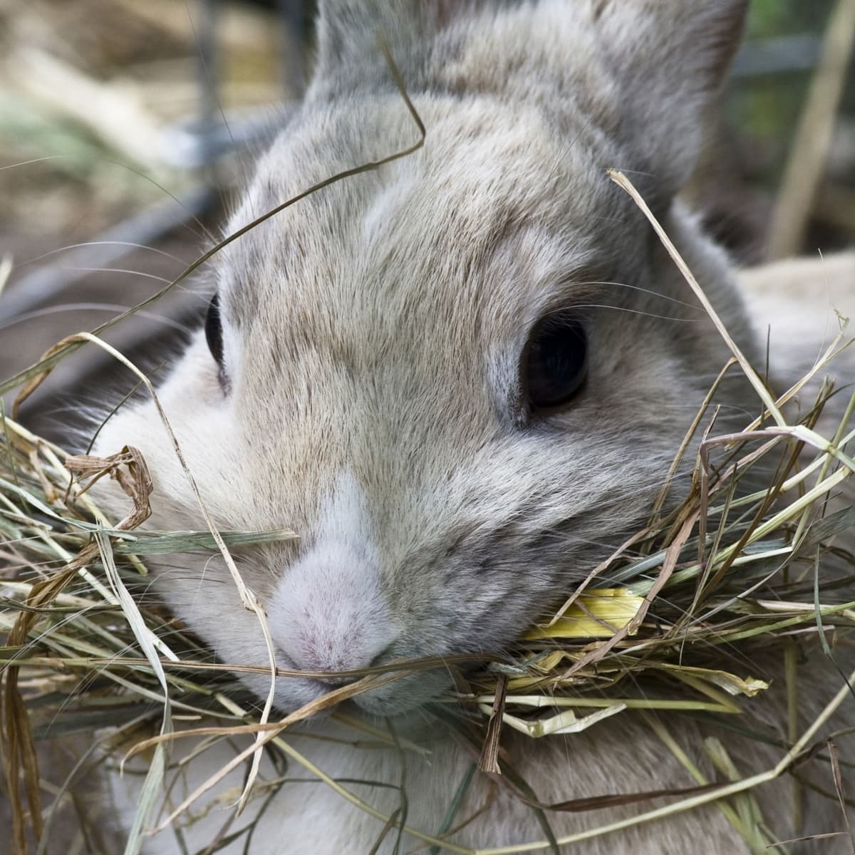 Bunny Care Guide: What Foods Do Rabbits Eat? - PetHelpful