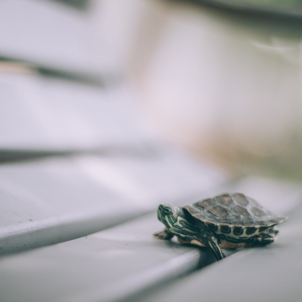 The Dos and Don&rsquo;ts of Turtle Care - PetHelpful
