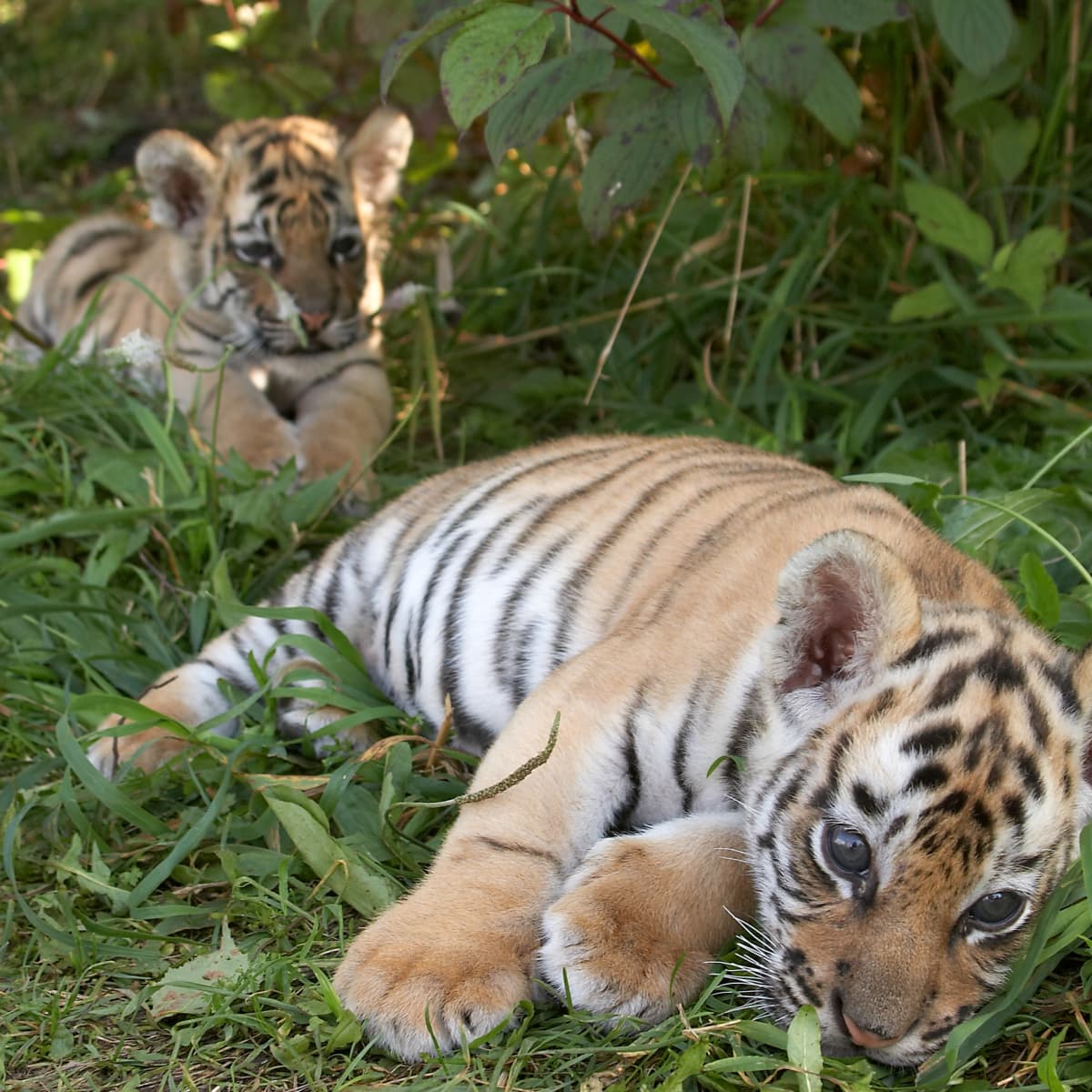 Sumatran tiger twins thriving in first public appearance at Chester Zoo -  BBC News