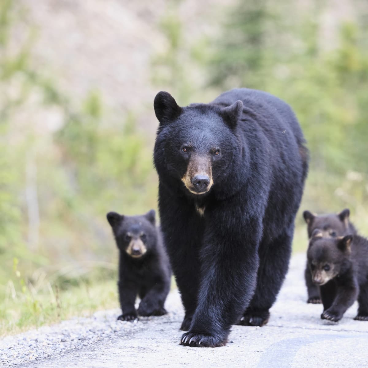 TikToker Captures Adorable Clip of Mama Bear and Cubs Trying to