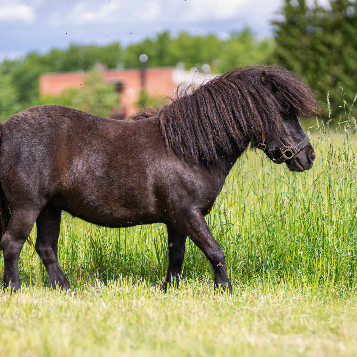 Mini Pony Goes Viral For Wearing Totally Over-the-Top Dressage - PetHelpful  News