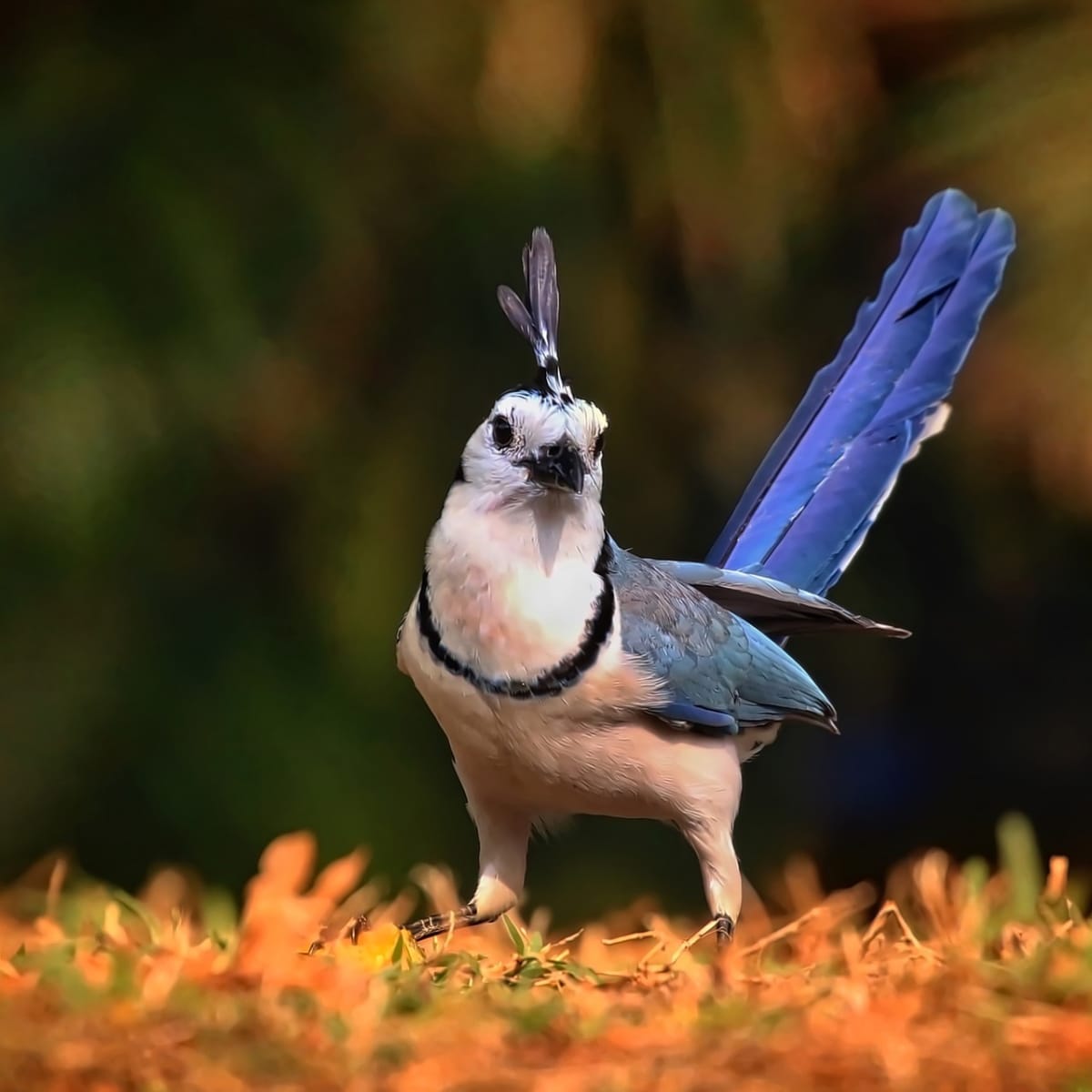 Cute and Funny Blue Jay Behavior 