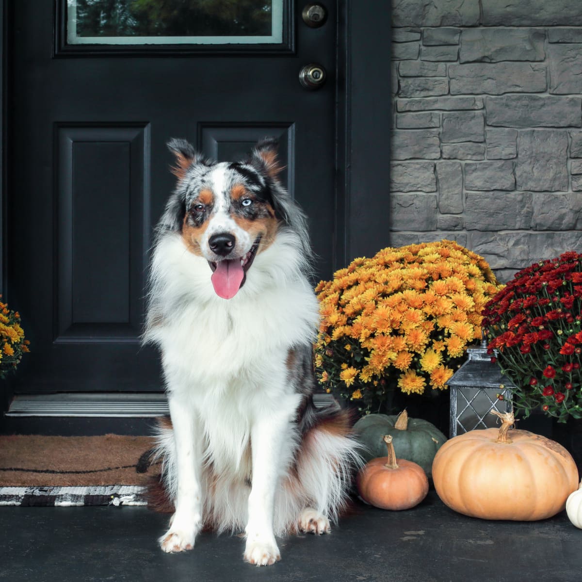 A Guide to Owning an Australian Shepherd - PetHelpful