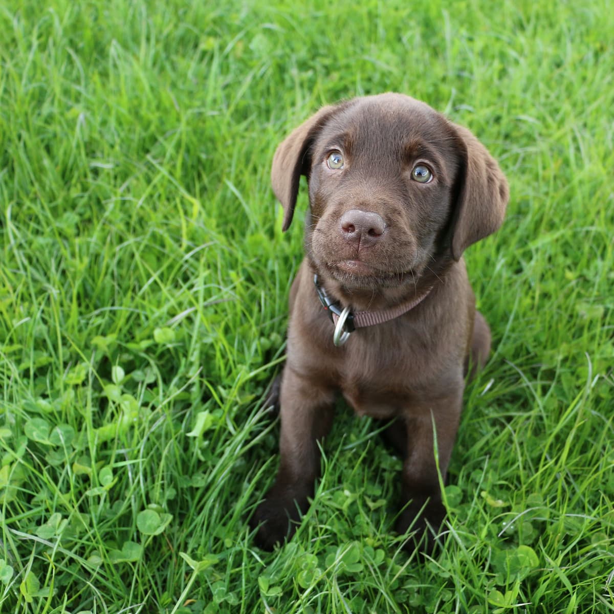 The results are in: The Mets' service puppy has a name