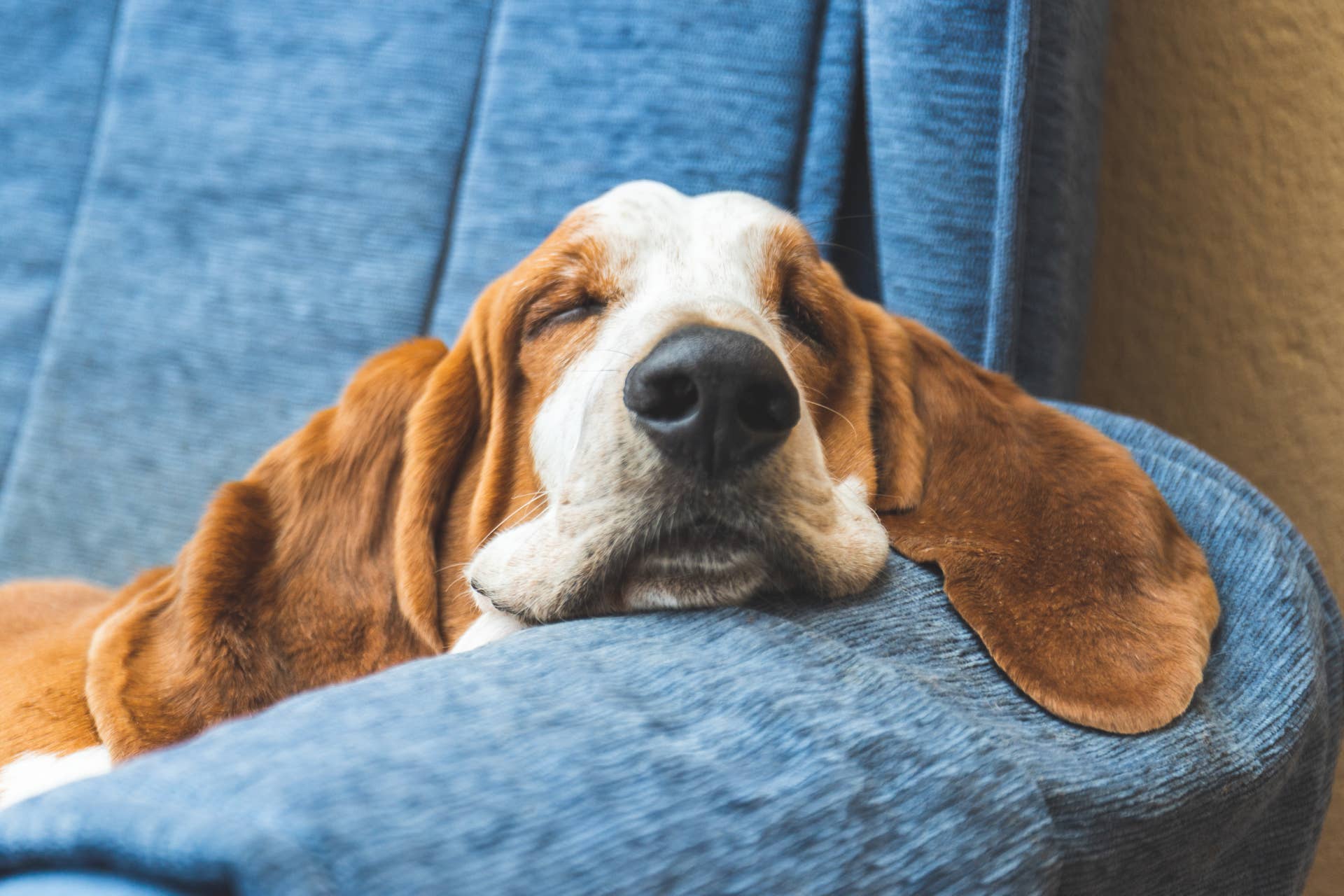 basset hound couch