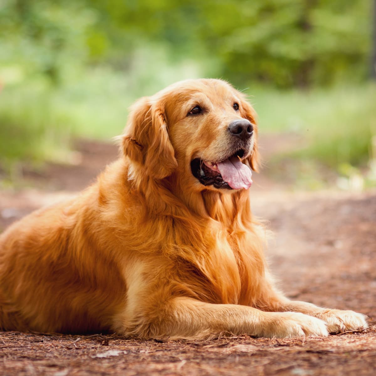 Basset Hounds Teach Golden Retriever to Use Doggy Door Like a Couple of Pros