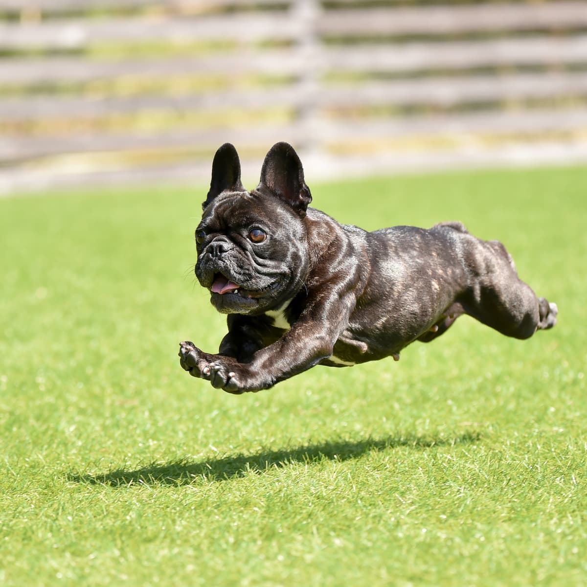 what are french bulldog zoomies? 2