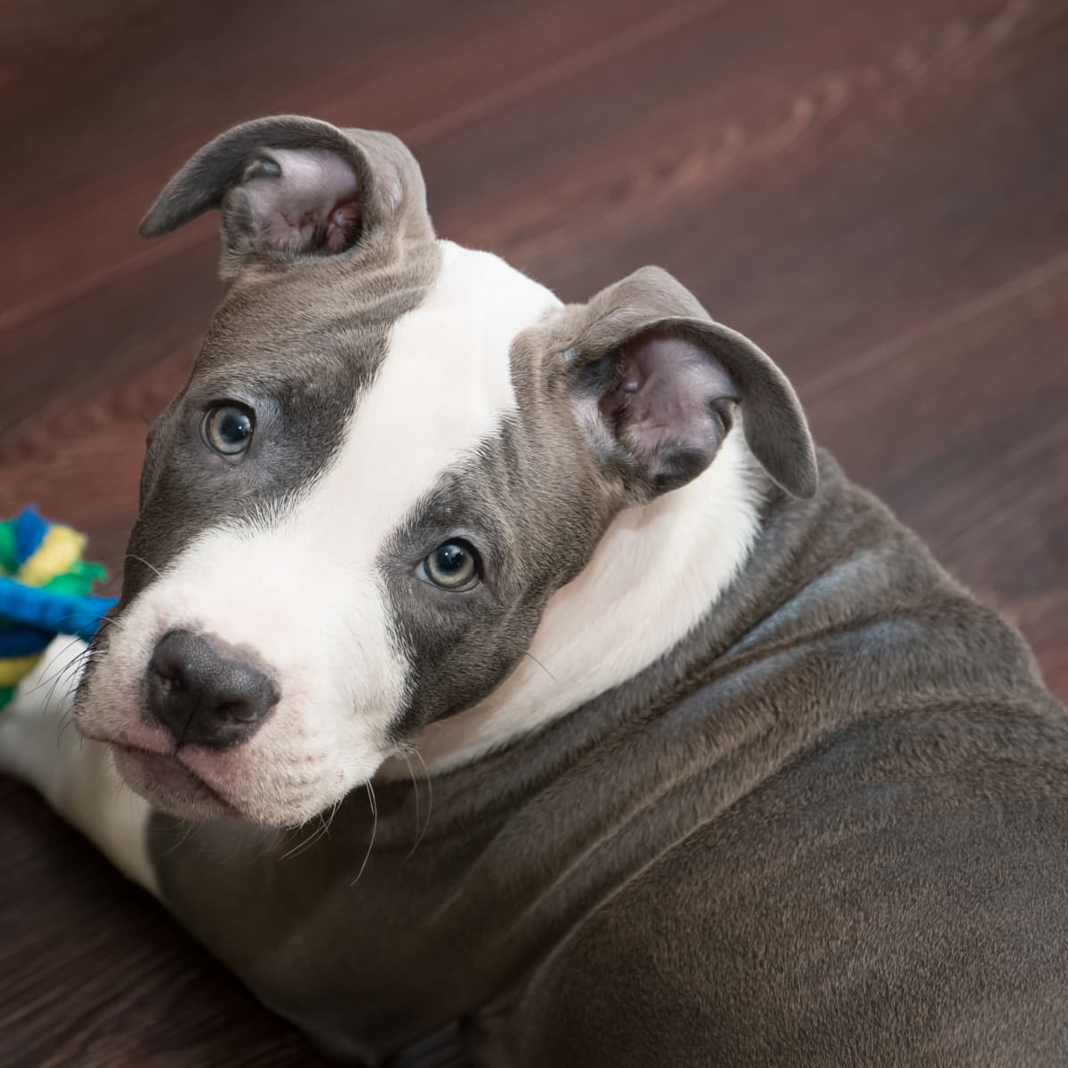 Why Pit Bulls Are Controversial - PetHelpful