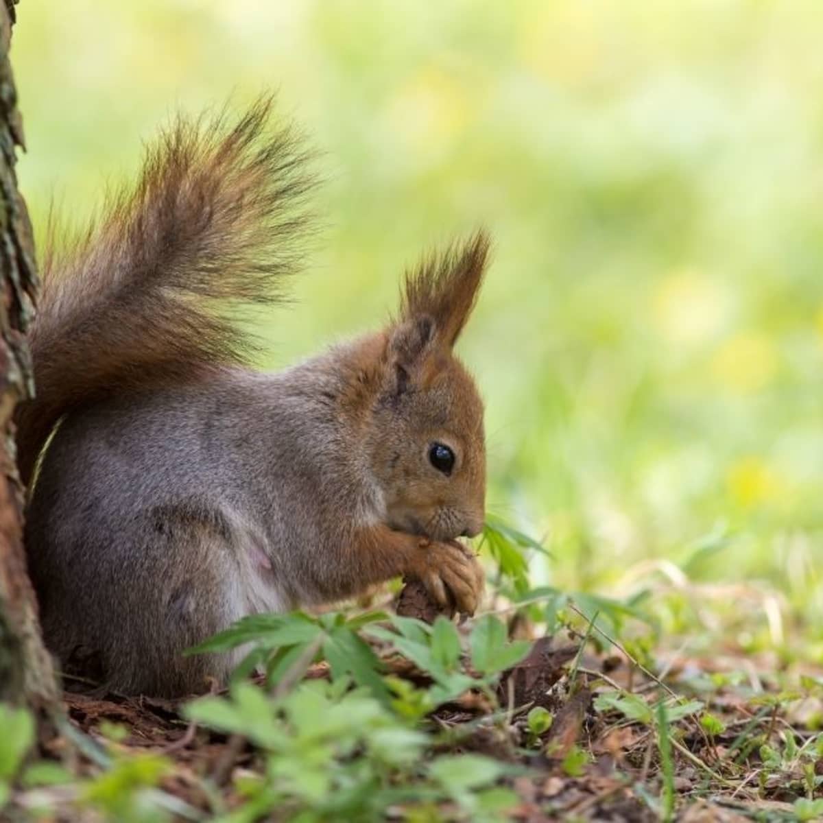 How Long Can a Squirrel Go Without Water? - PetHelpful