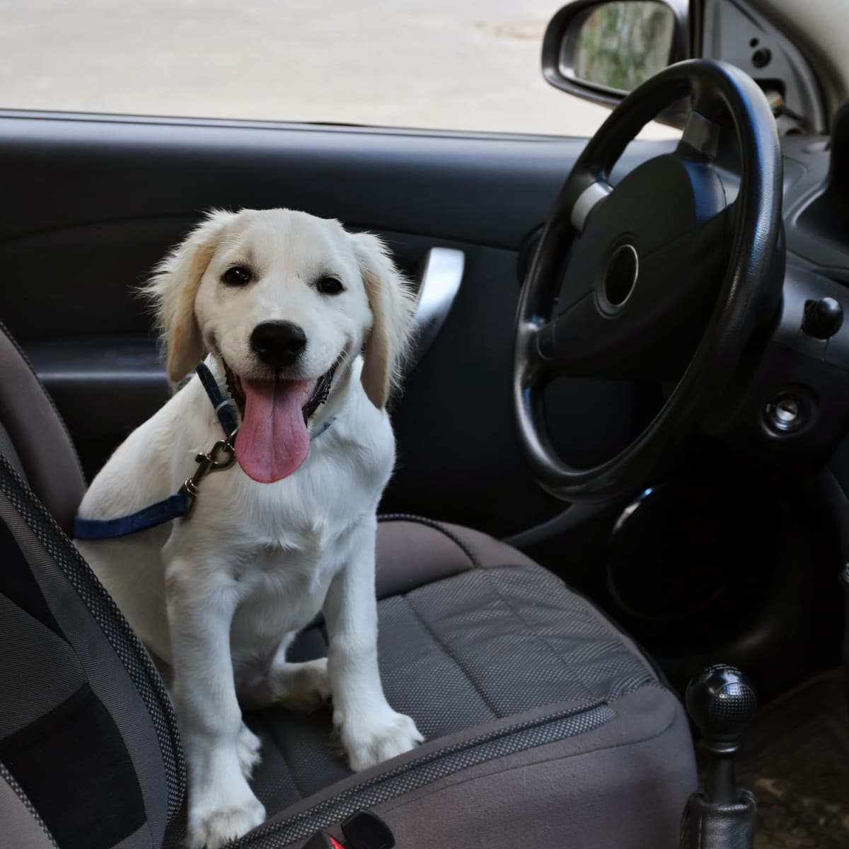 Philadelphia Phillies' New Black Labrador Puppy Is Their Cutest Team Member  Yet - PetHelpful News