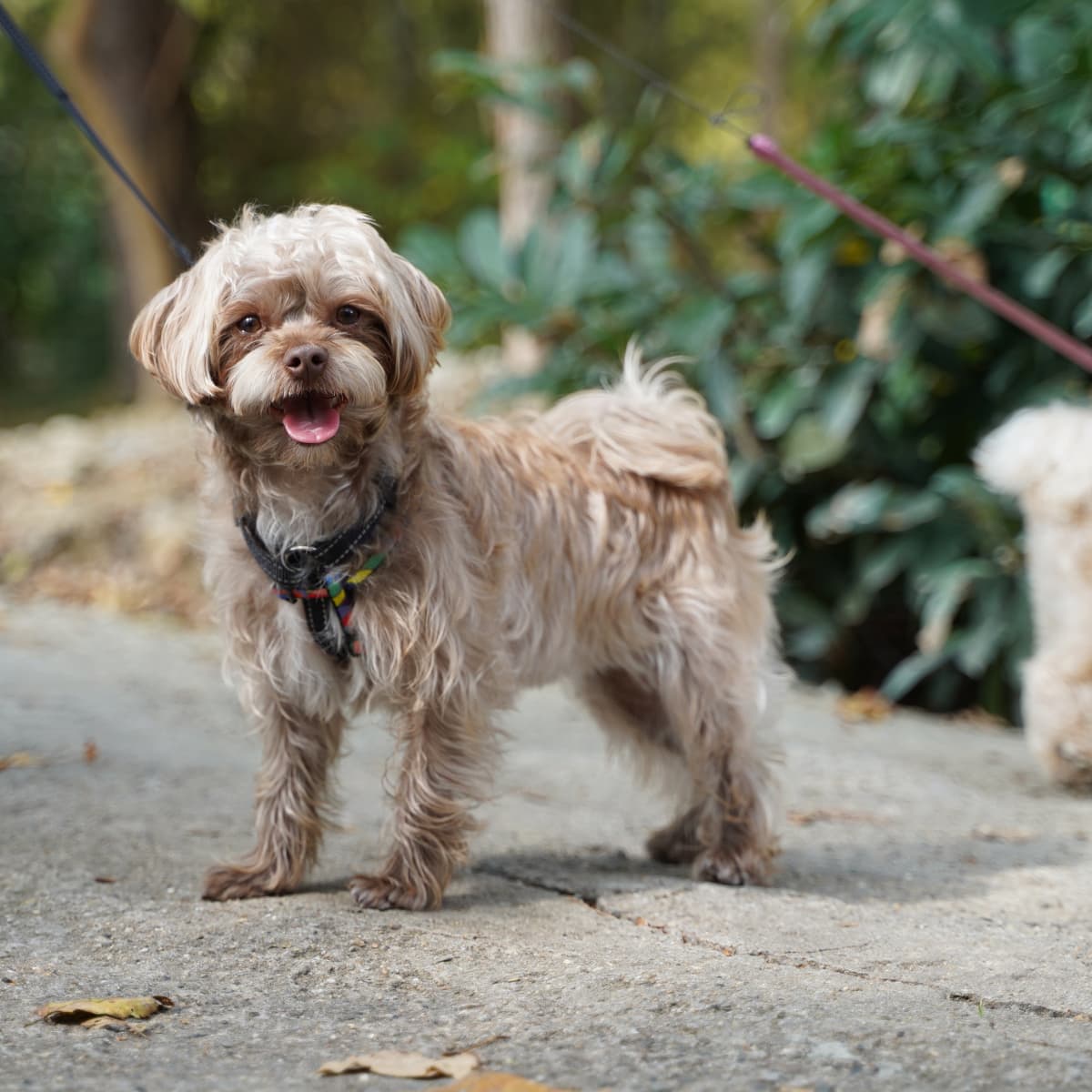 DogTime Review: Will A Senior Shih Tzu Play With Pet Craft's 'Hide