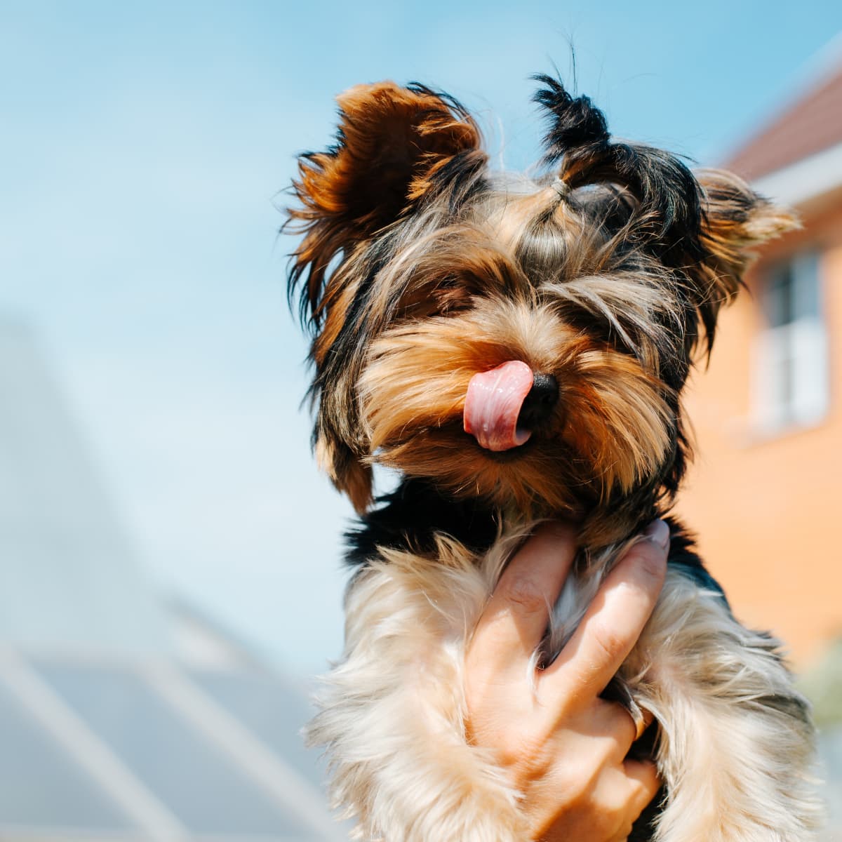 Bark in the Park - Dog Friendly Major League Baseball Games 2022