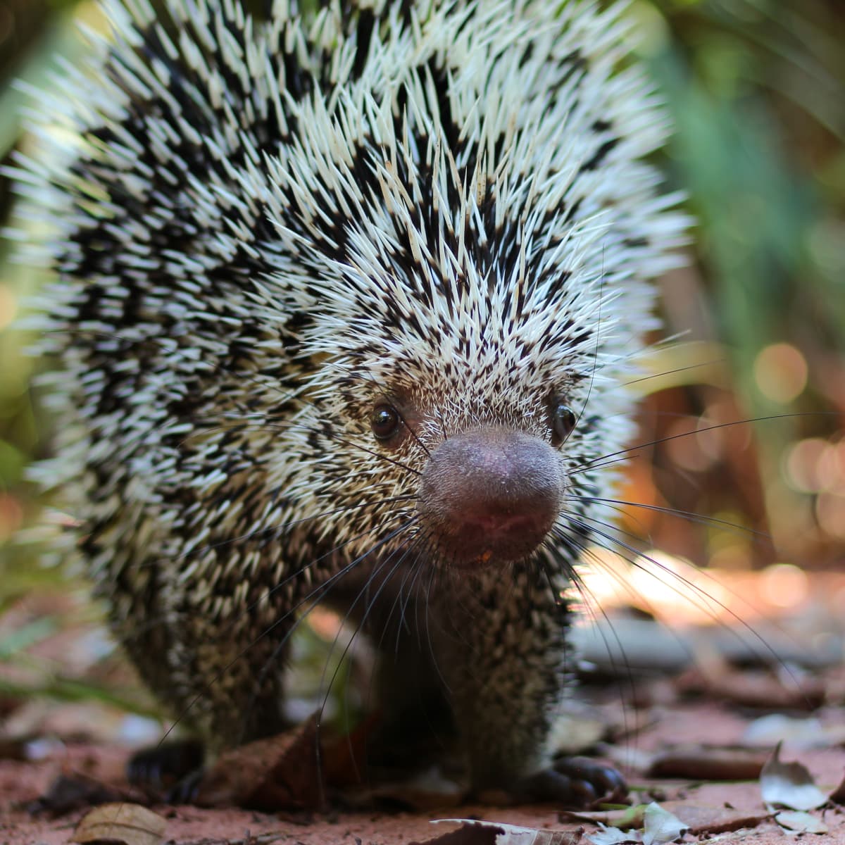 Nigel the 'Coendou' Might Be the Cutest Animal Some Have Probably Never  Seen - Pet News