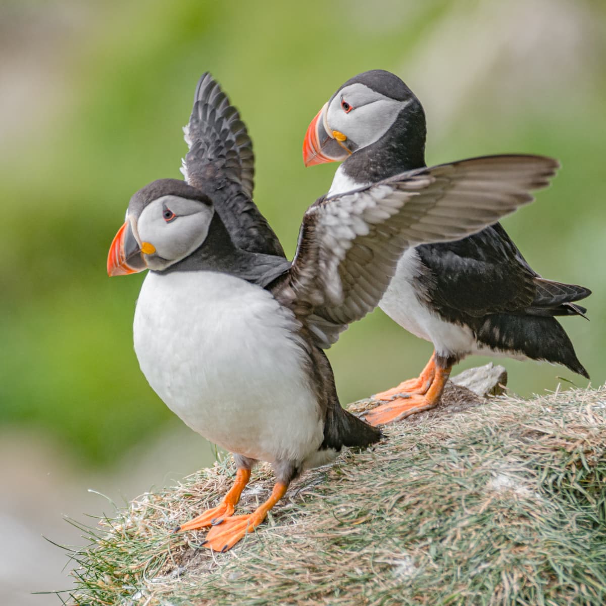 Cooped Up? Photos Of This Puffin Island Will Make You Feel Free