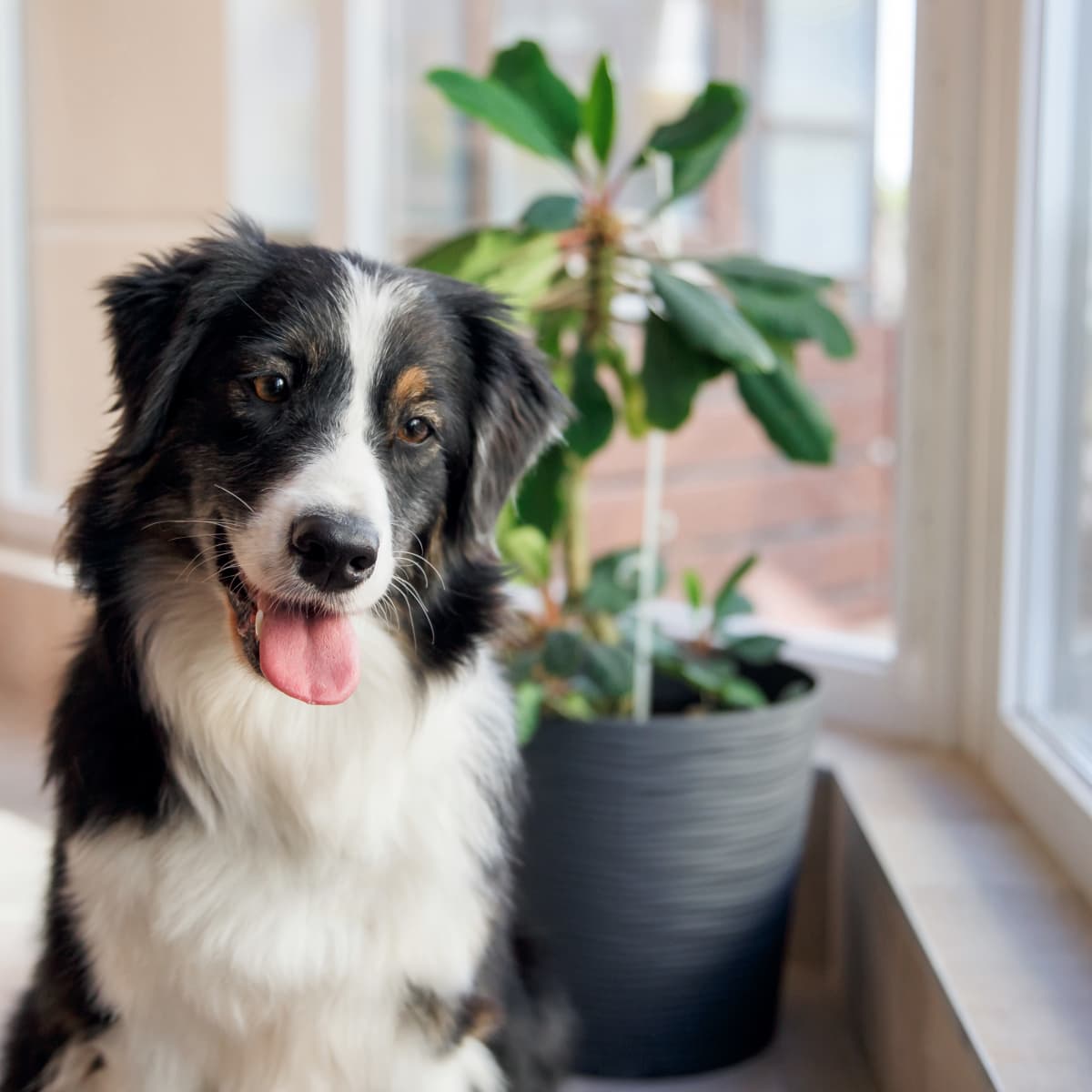 Wiki the Australian Shepherd Turns on Lights, Opens Doors, and More!