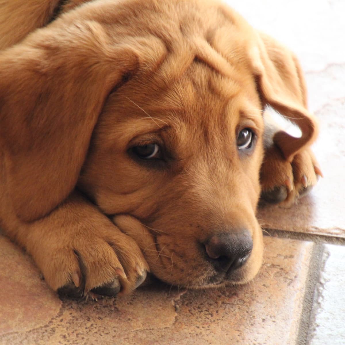 How to Crate Train a Golden Retriever Puppy - PetHelpful