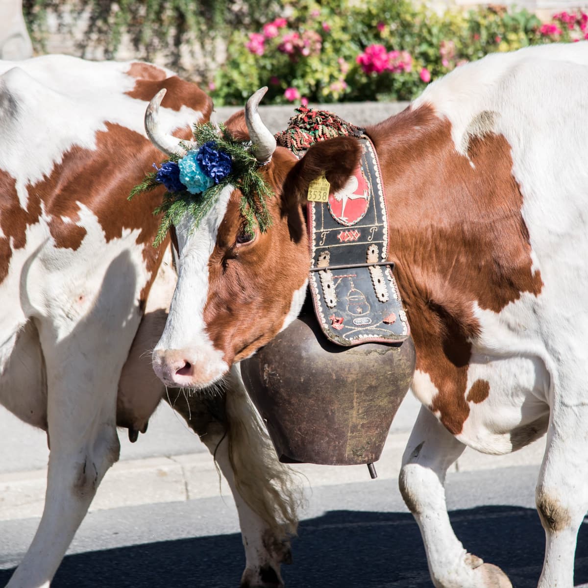 Why Swiss cows wear bells - HubPages