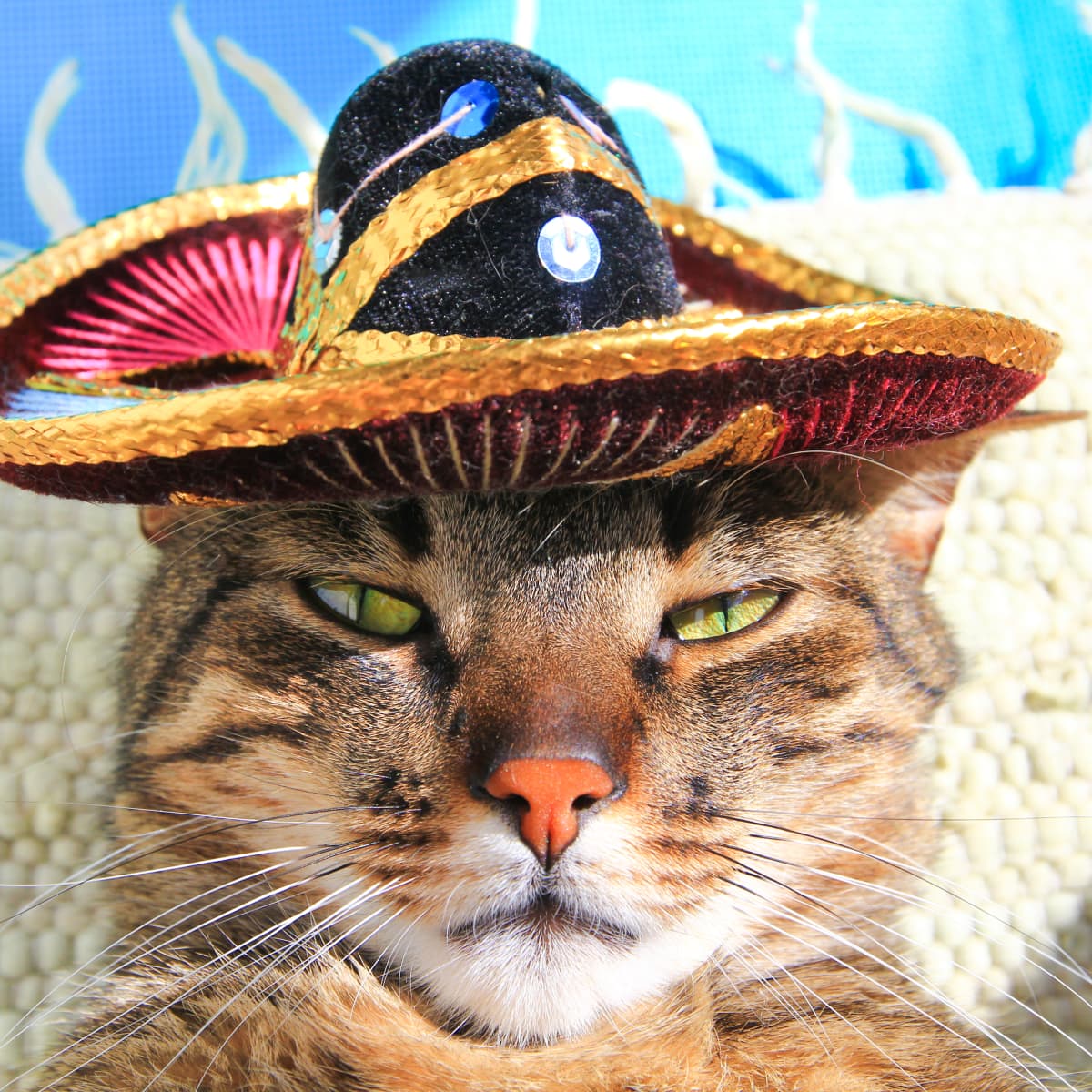 Cat Wearing His 'Judgy' Hats Is the Best Thing We've Seen All Day -  PetHelpful News