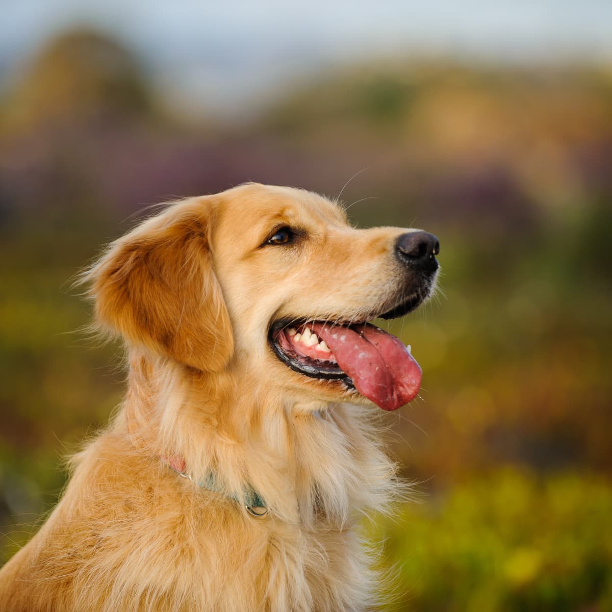 Golden Retriever's Reaction to Wearing Hair Clip Is Going Viral