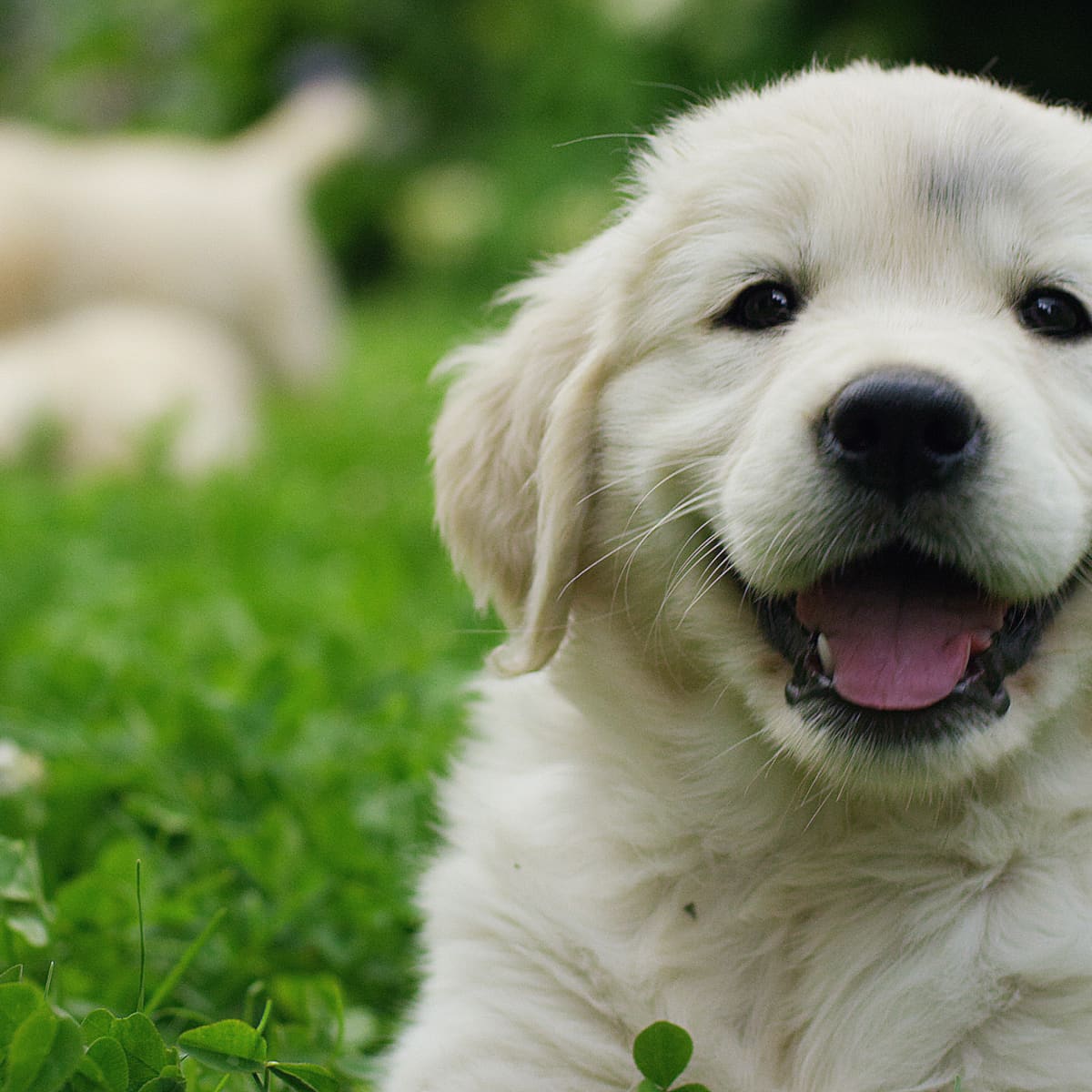 Training Golden Retriever Puppies  How to Train a Golden Retriever - A  Comprehensive Guide - Cuddle Clones