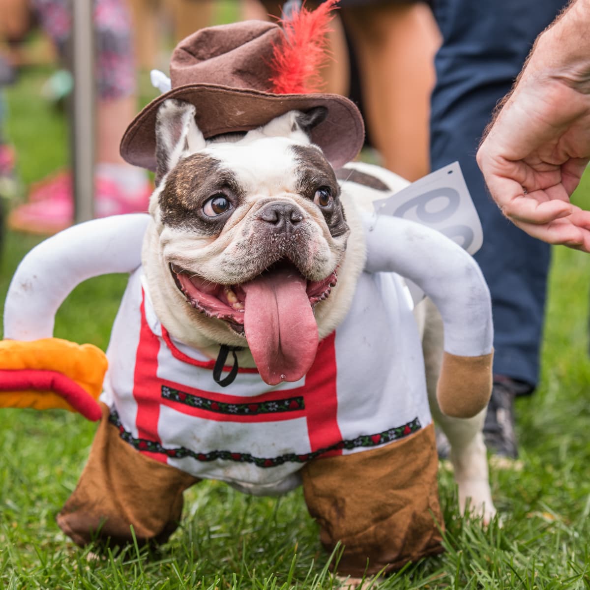 Most Adorable Pet Costumes From TikTok