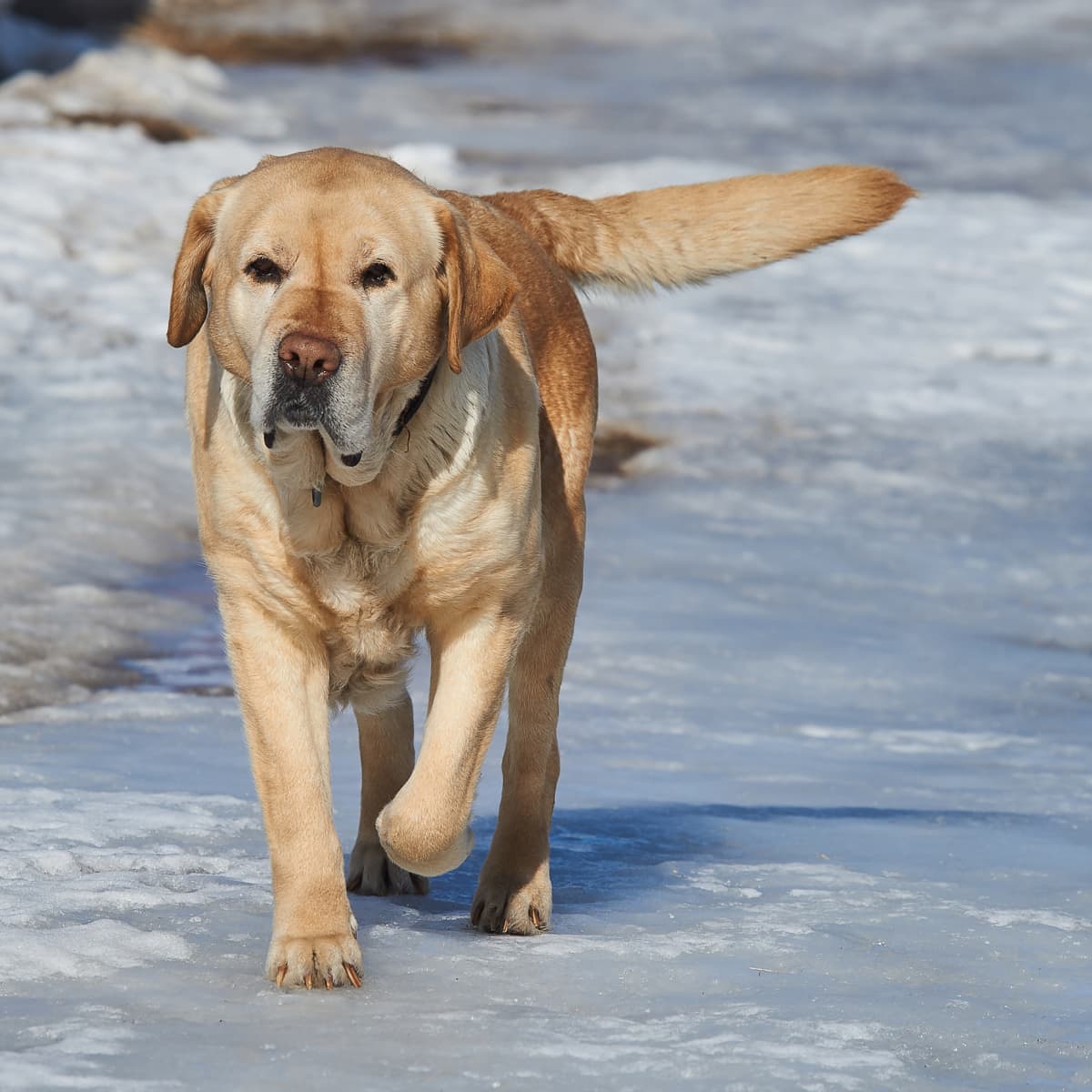 Philadelphia Phillies' New Black Labrador Puppy Is Their Cutest Team Member  Yet - PetHelpful News