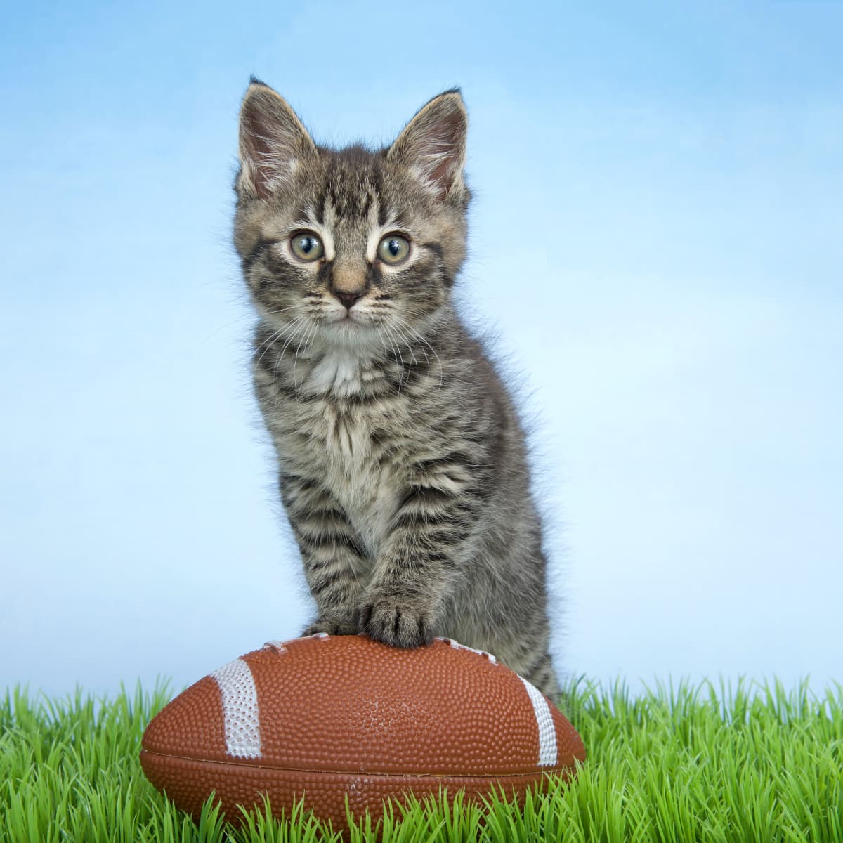 Kitten Attempting to Catch Football on TV Is Cracking Us Up - PetHelpful  News