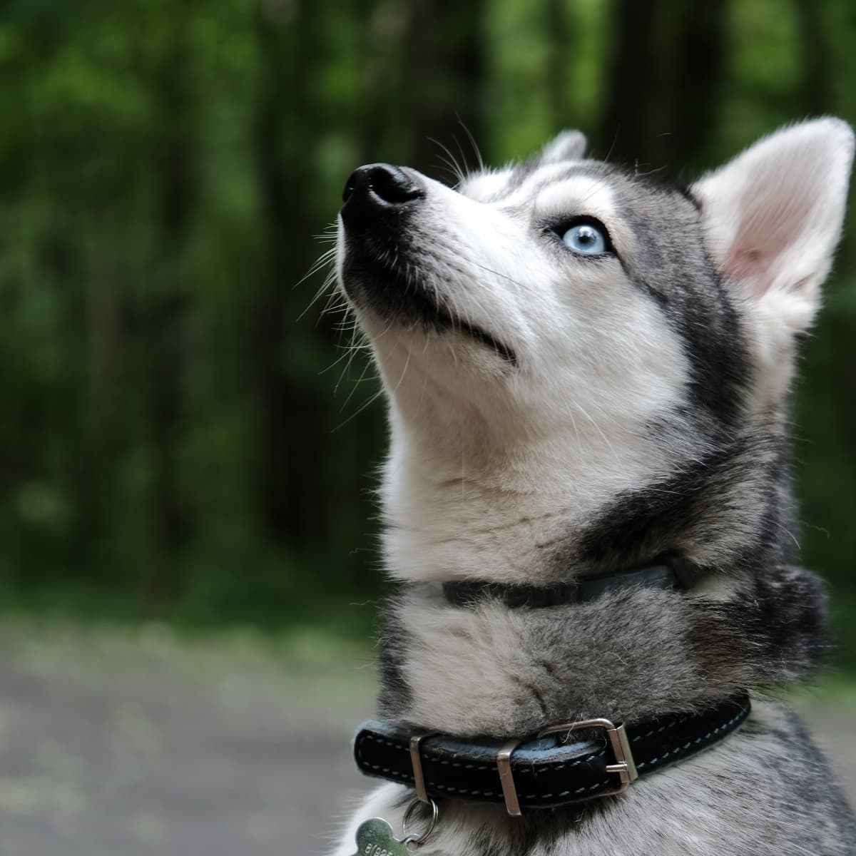 husky eye roll