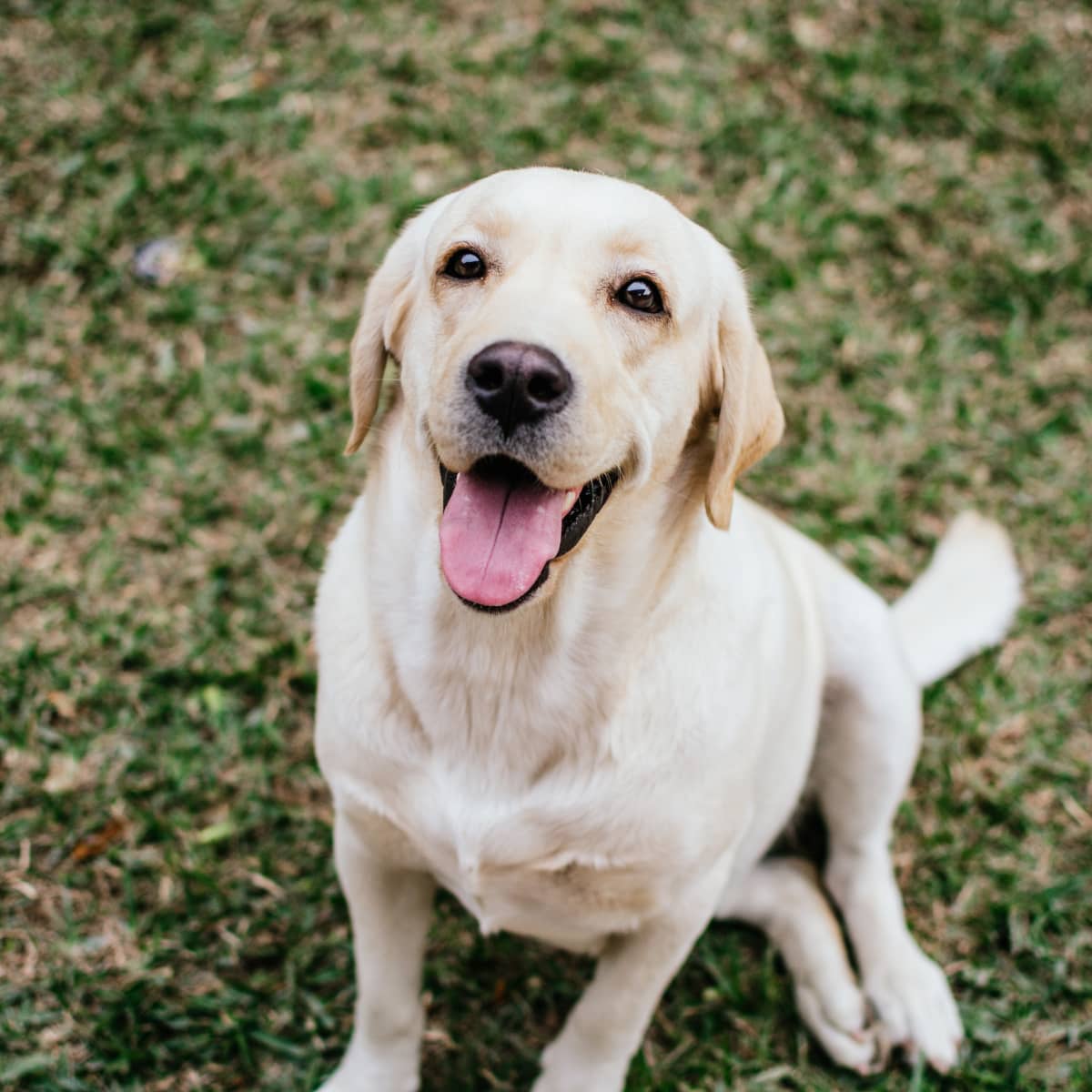 Dogs and humans can head to Scope Arena for hockey fun