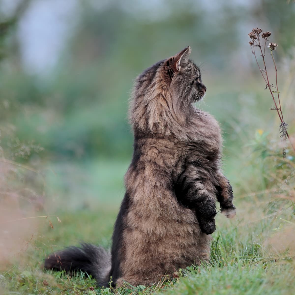 Cat Stands Upright and Chills Like a Human in Hilarious Video - PetHelpful  News