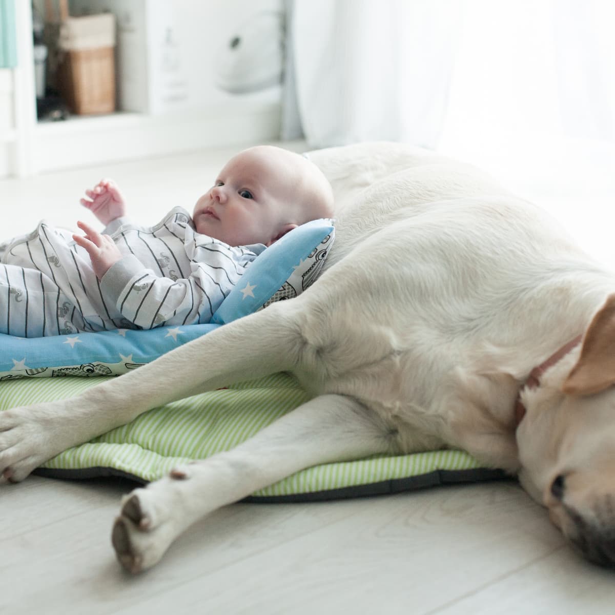 Golden Retriever Puppy's Instant Bond With Newborn Baby Is So Beautiful -  PetHelpful News