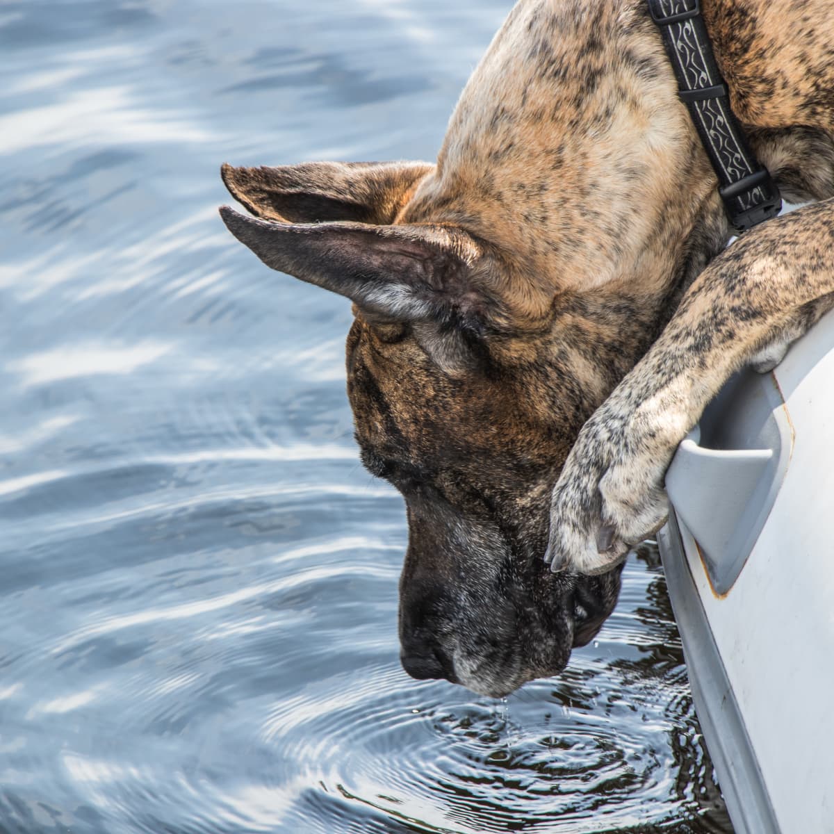 how much water should my great dane drink