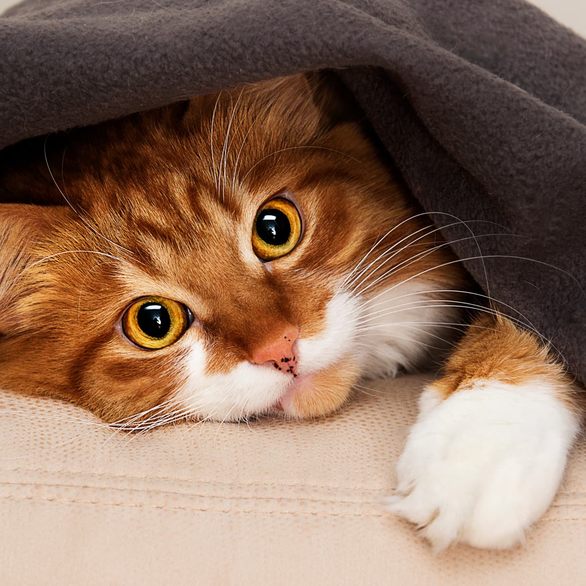 Funny Cat Wearing Winter Coat Stock Photo - Download Image Now