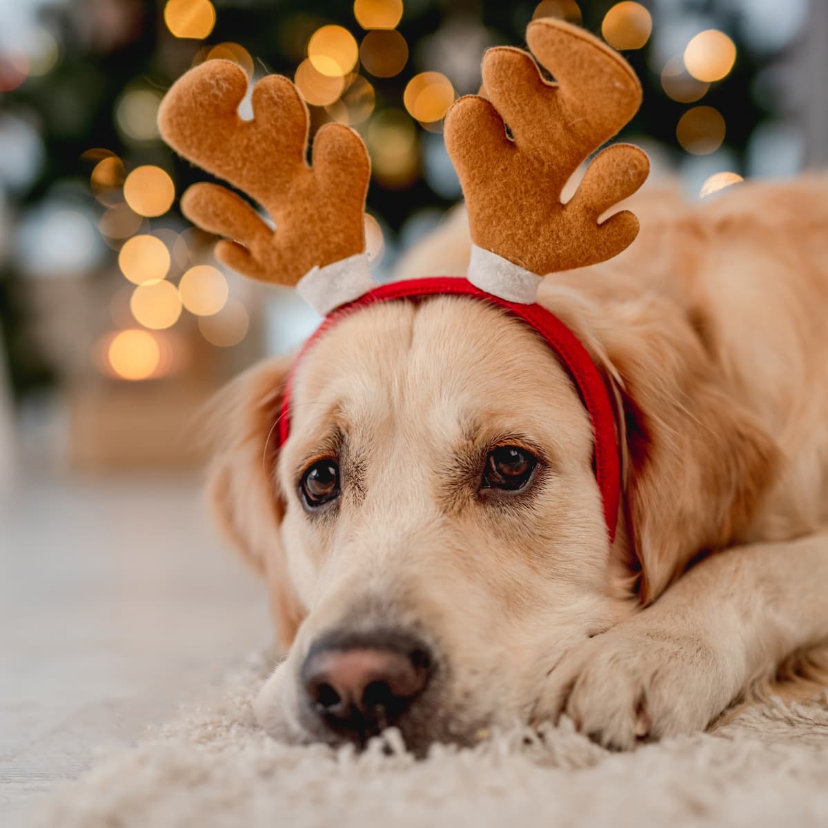 Grumpy' Dog's Precious Christmas Costumes Are Brightening Timelines -  PetHelpful News