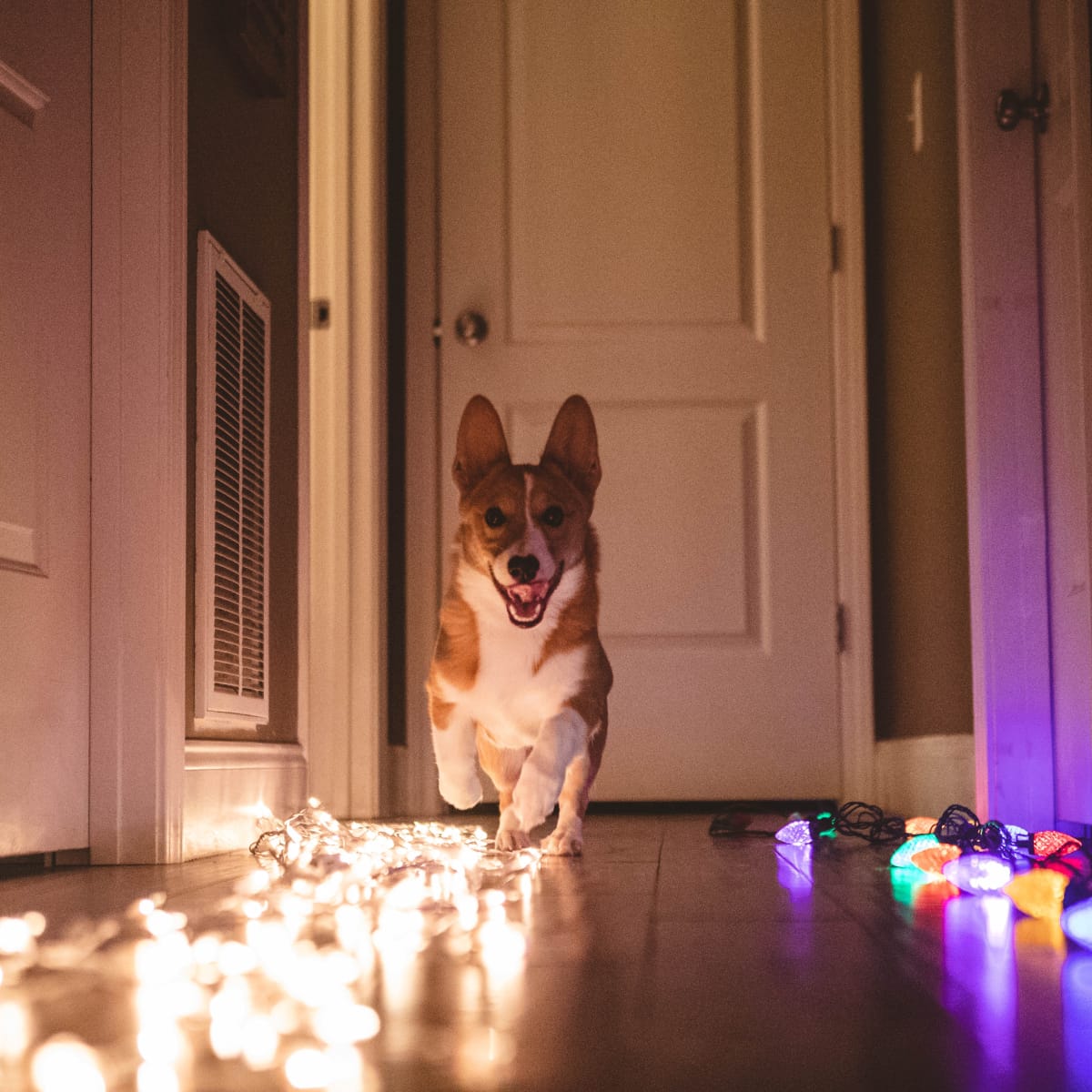 christmas light up corgi