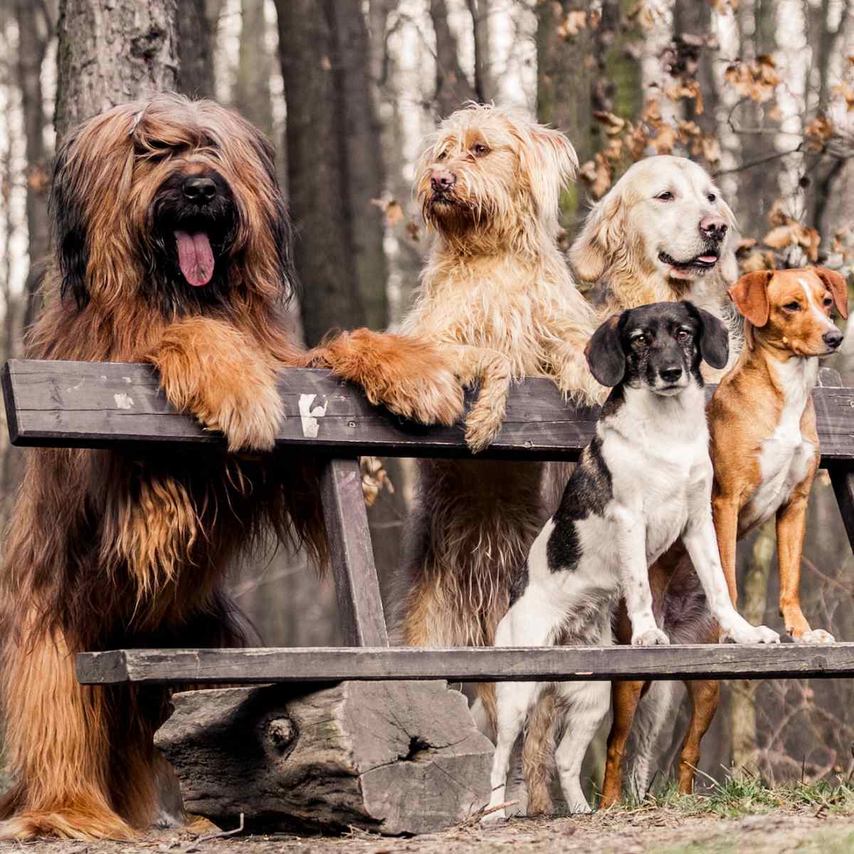 Medium Dog Breeds – American Kennel Club