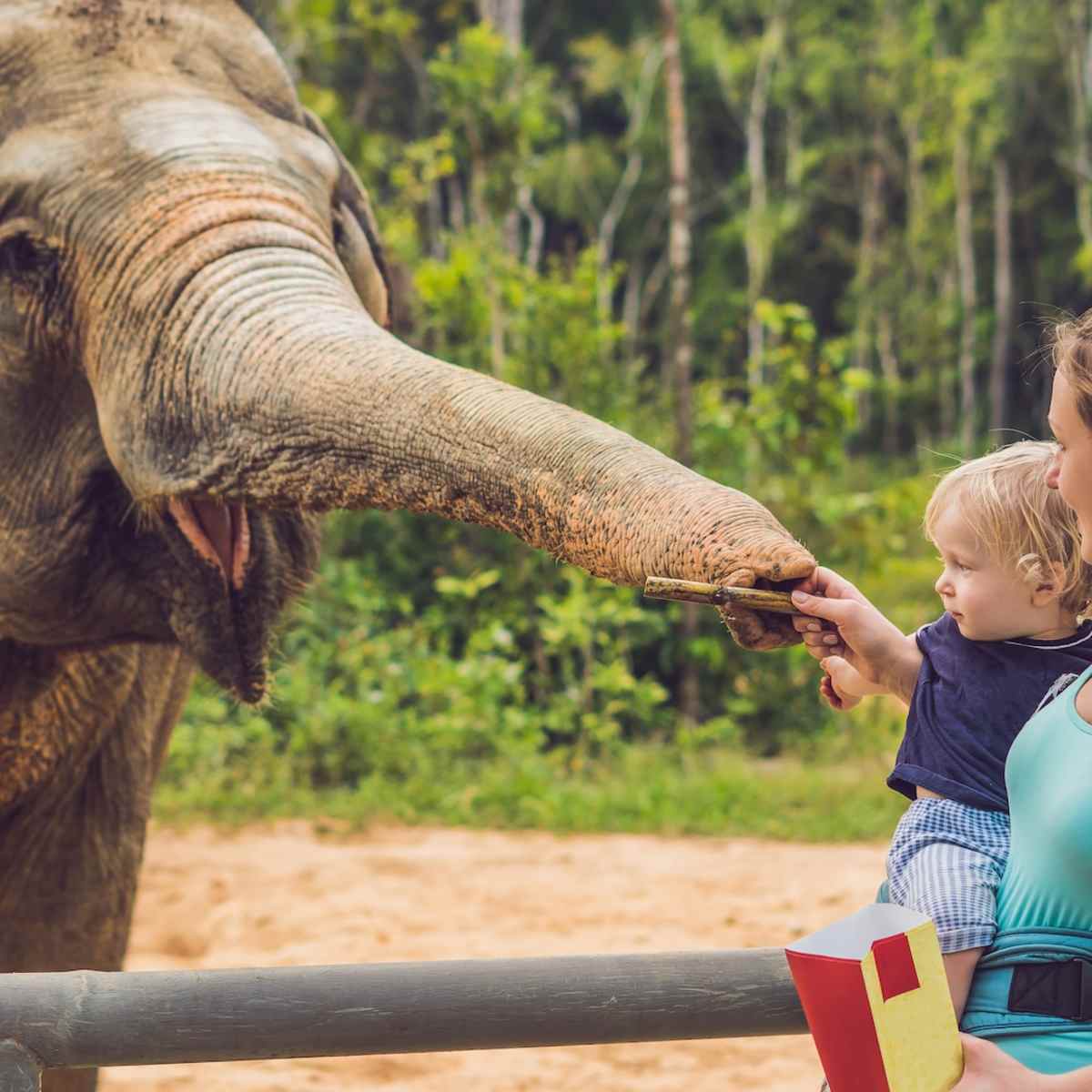 Elephant Returns Child's Shoe After It Falls Into Zoo Enclosure in Moment of Pure Sweetness - PetHelpful News