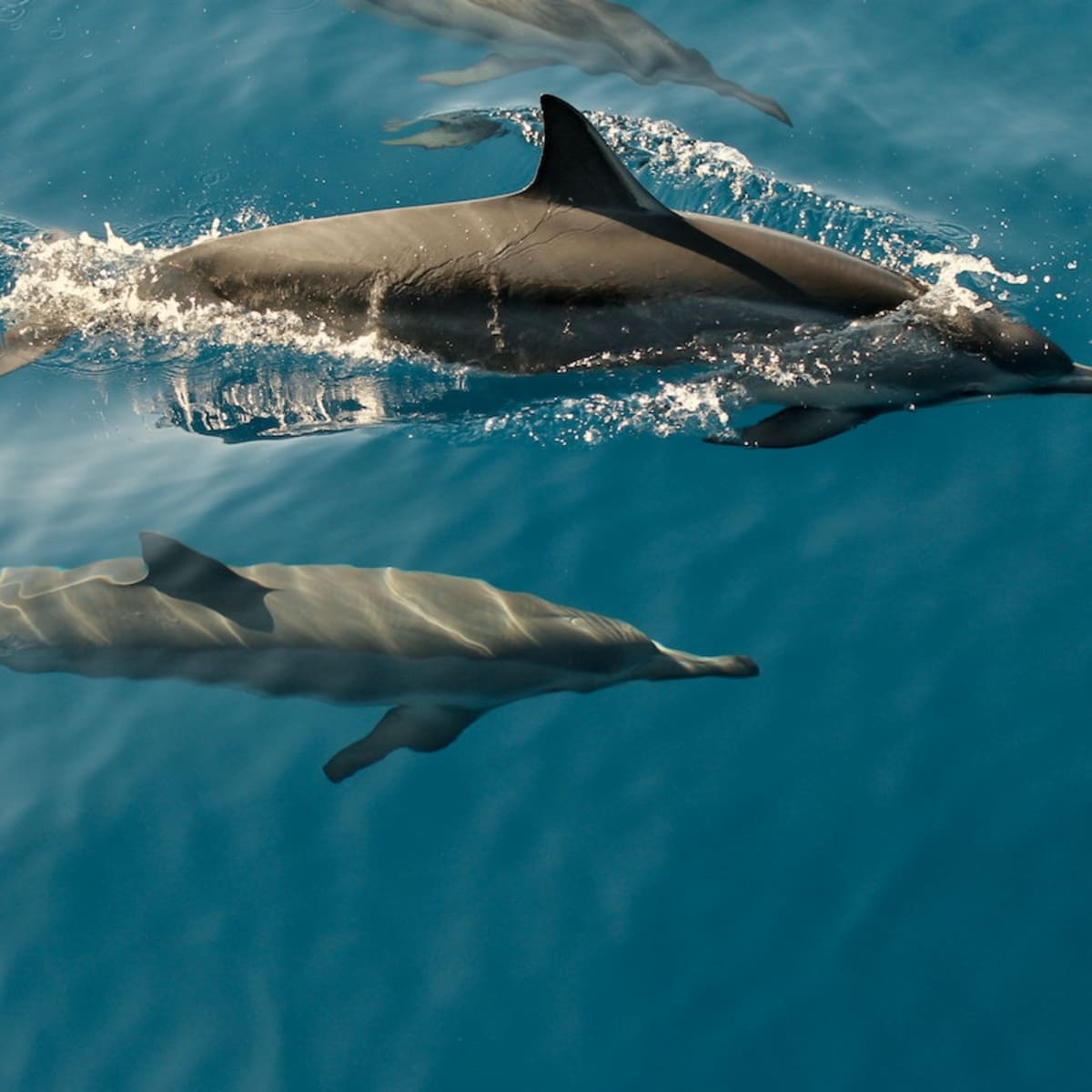 Pictures Show the Bond of a Dolphin Mother and Calf